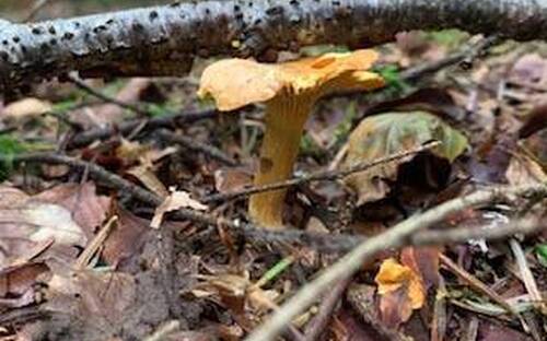 Ouverture du contrôle officiel des champignons 2024