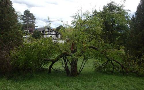 Abattages de sécurité sur le domaine public