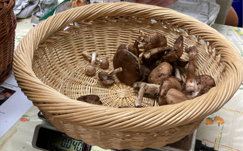 Ouverture du contrôle des champignons