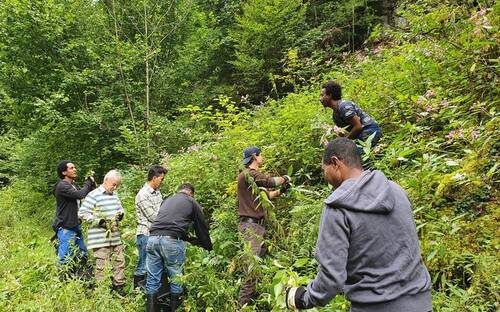 Lutte contre les plantes envahissantes dans le ruisseau de Mettembert