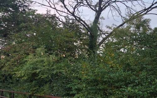 Abattage d'arbres secs