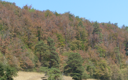 Sécheresse - déperissement des arbres
