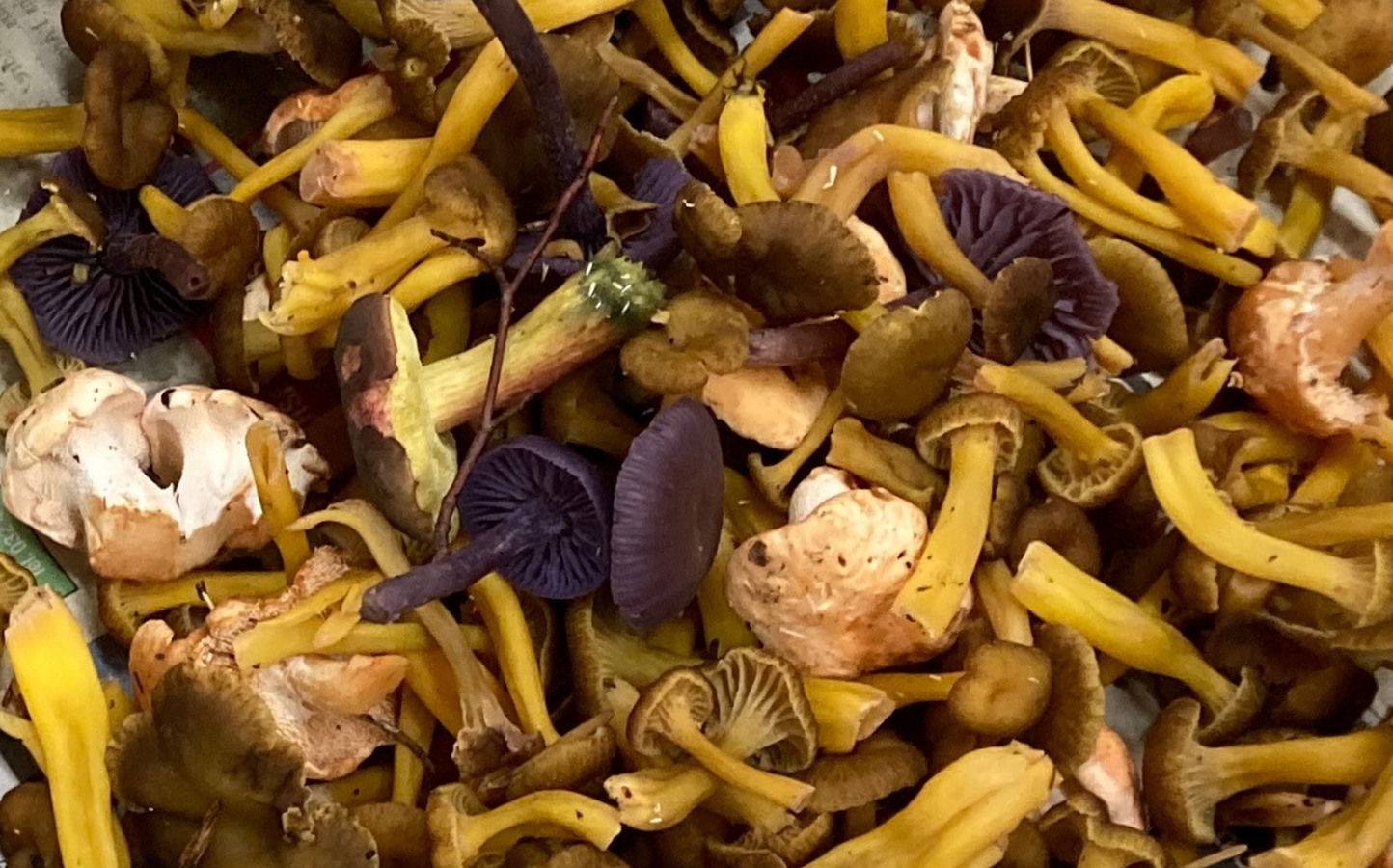 Statistiques 2025 du contrôle des champignons