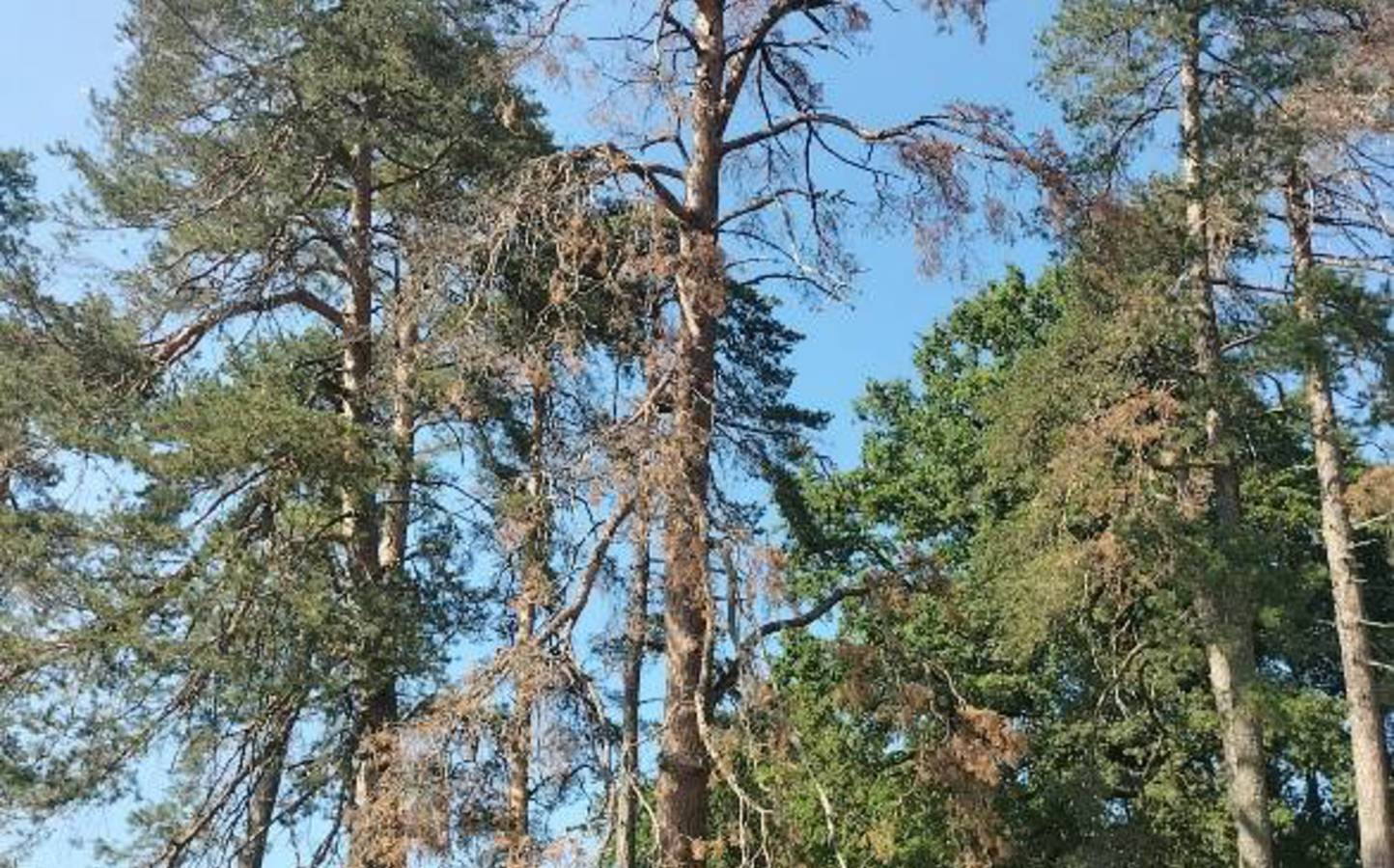 Abattage de sécurité d'arbres sur le domaine public