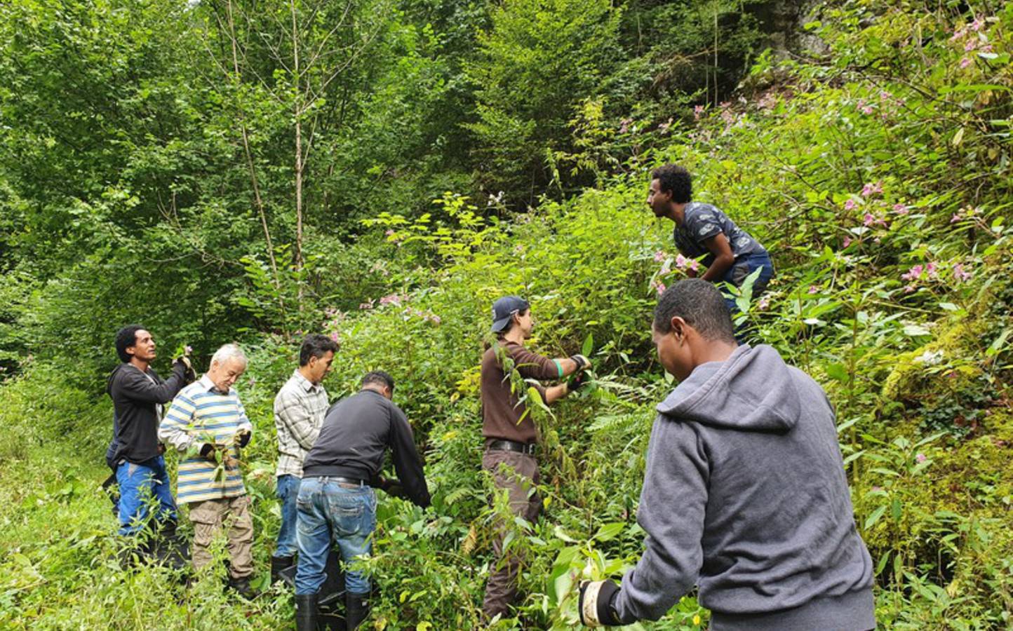 Lutte contre les plantes envahissantes dans le ruisseau de Mettembert