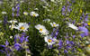 Commande de graines - prairie fleurie