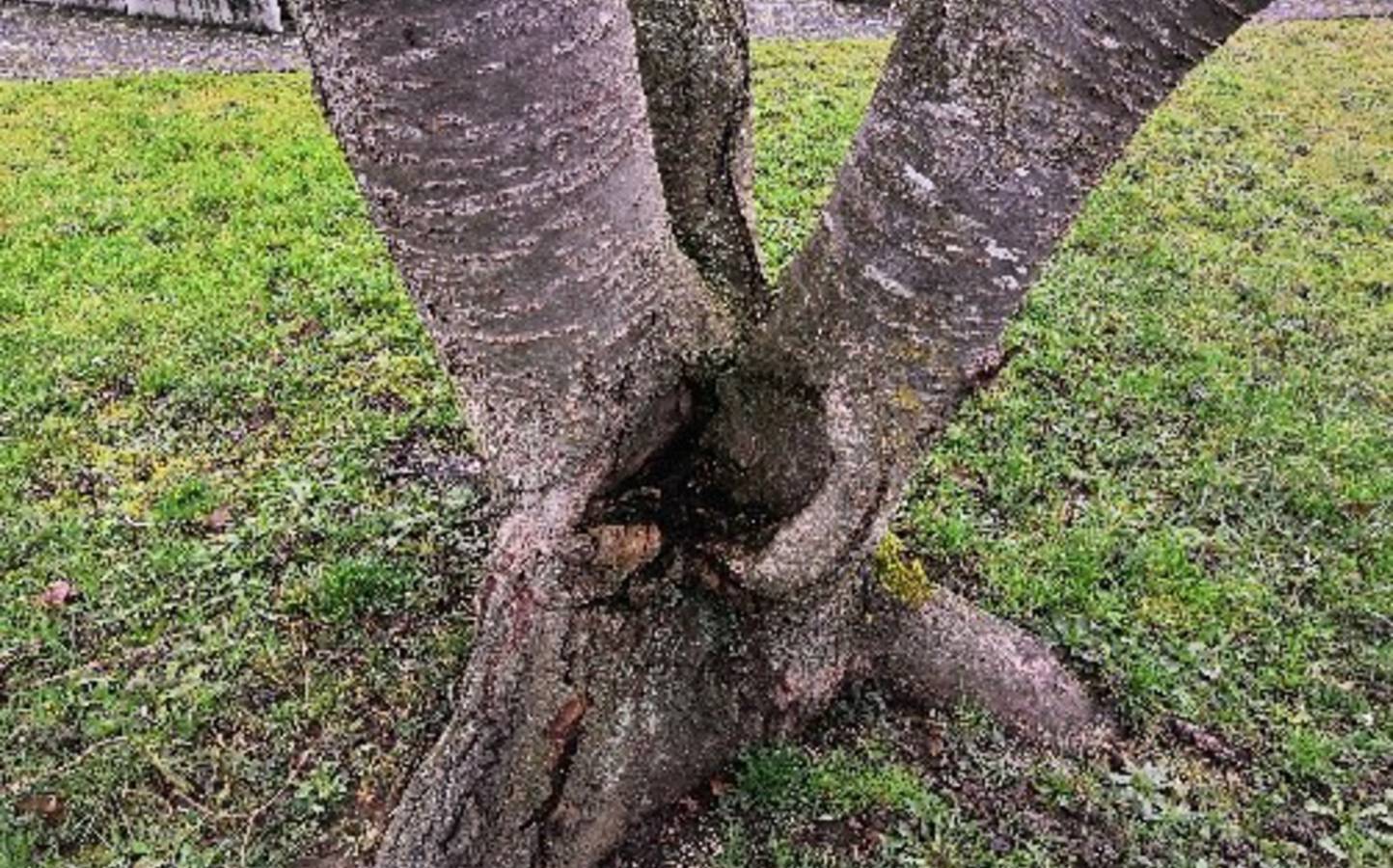 Abattages de sécurité d'arbres sur le domaine public - mars 2021