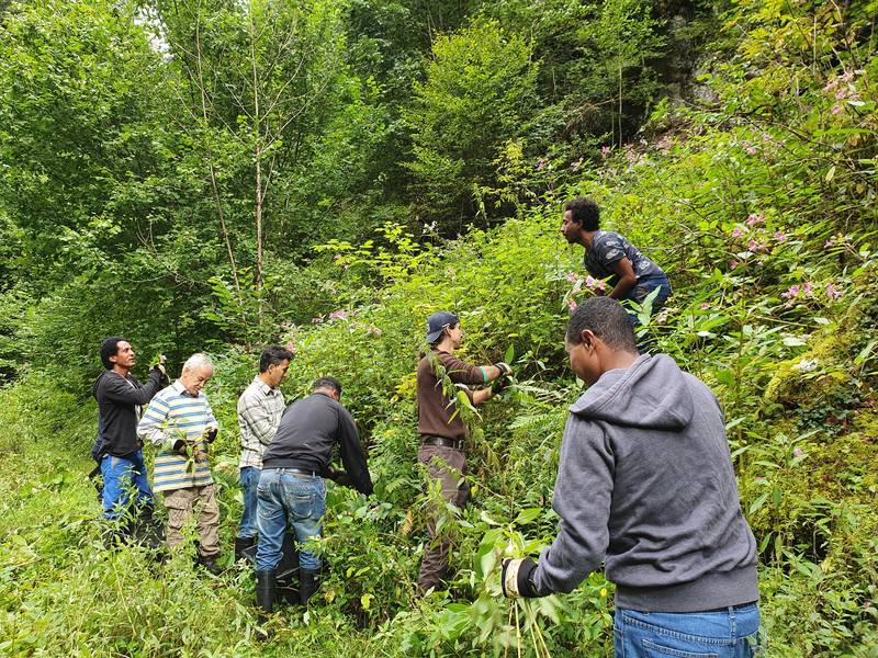 Lutte contre les plantes envahissantes dans le ruisseau de Mettembert