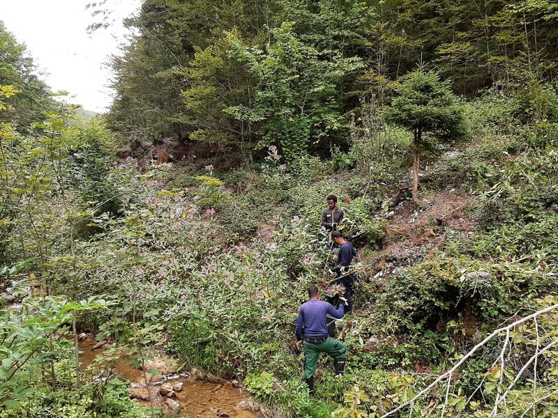 Lutte contre les plantes envahissantes dans le ruisseau de Mettemberg