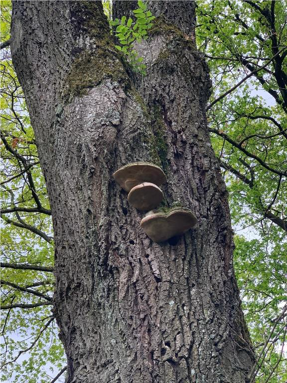 chêne parc des maronniers