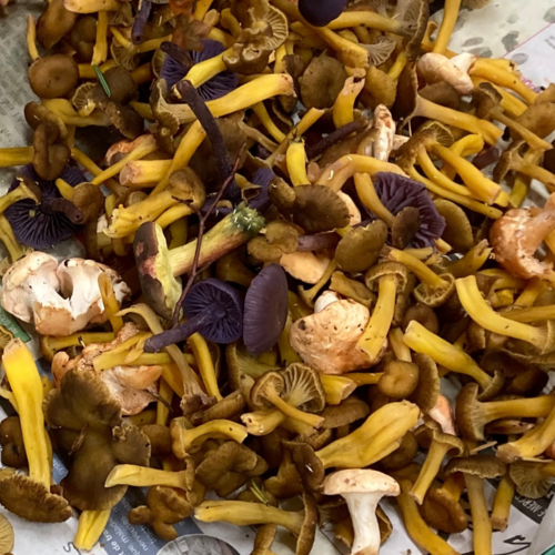 Design sans titre - 1