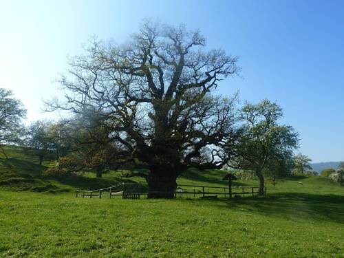 Excursion au chene millénaire