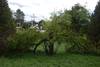 Arbre fendu