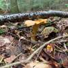 Champignons