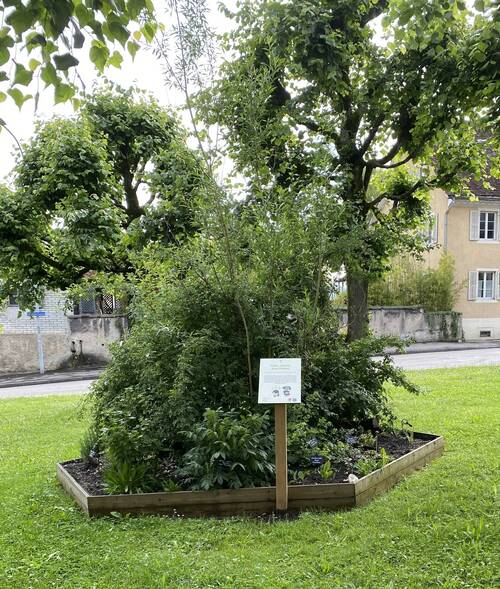 jardin bonnes plantes