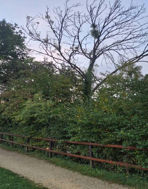 Arbres secs