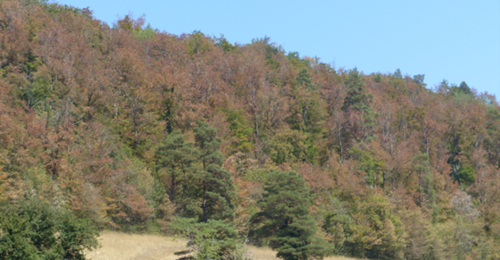 foret
